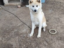 Akita-İnu