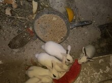 Dovşanlar