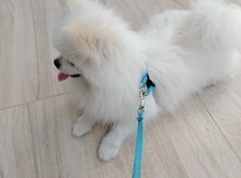 Pomerian şpits