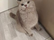 Pişik etibarlı əllərə verilir
