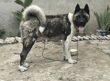 Amerikan akita 