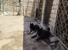 Akita-inu