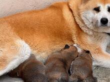 Akita-inu 