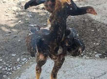Çolpalar