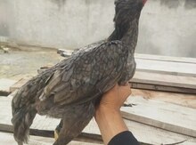 Şamo toyuğu