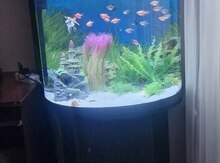 Akvarium və balıqlar