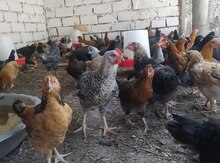Çolpalar
