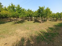 6 sot torpaq sahəsi, Göyçay r.