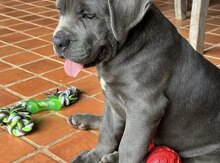 Kane korso