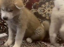 Akita-inu balaları