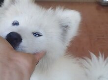 Akita-inu