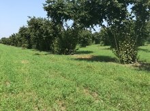 600 sot torpaq sahəsi, Zaqatala r.