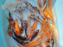 Koi balıqları 