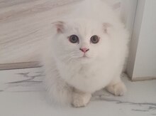 Şinşilla pişiyi balası