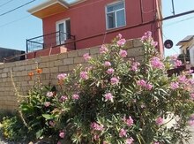 Həyət evi, Masazır qəs.