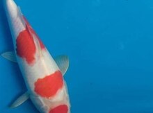Koi balıqları
