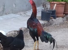 Heyratı