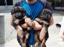 Alman ovçarkası balası