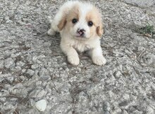 Pudel və pekines qarışığı