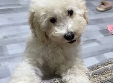 Pudel