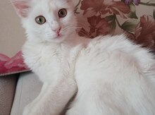 Pişik etibarlı əllərə verilir