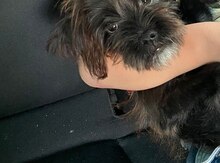Pudel
