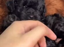 Mini pudel