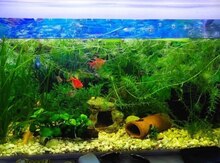 Akvarium və balıqlar