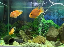 Akvarium və balıqlar