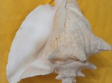 Морская раковина