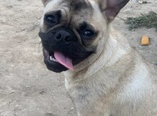 Fransız buldoq