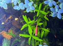 Qara neon və danio balıqları