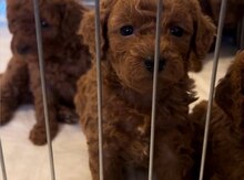 Toy poodle balası