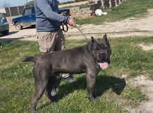 Kane Korso (Cütləşdirmək üçün)