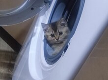 Qızılı şinşilla pişiyi balası
