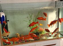 Akvarium balıqları