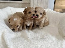Mikro maltipoo və pudel balaları 