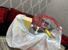 Quş üçün ləvazimətlər