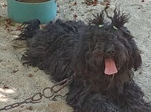 Pudel