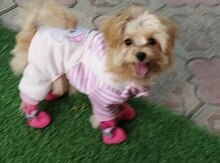 Pudel  