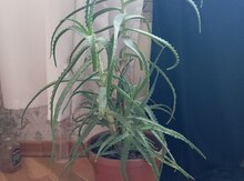 Aloe Vera bitkisi