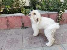 Pudel