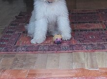 Pudel 