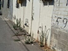 Həyət evi, Yeni Suraxanı qəs.