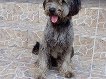 Pudel