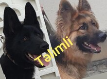 Alman ovçarkası balası 