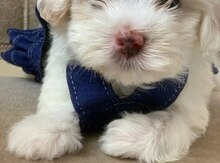 Maltipoo