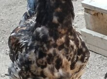 Kənd toyuqları
