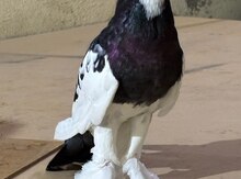 Göyərçinlər