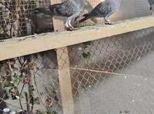 Göyərçinlər